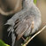Gray Catbird